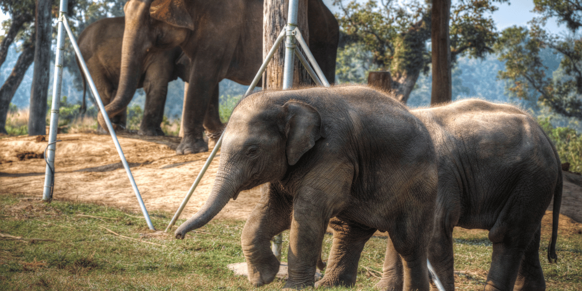 Elephant Breeding Center Image